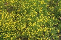 Nature background with many small yellow meadow buttercup flowers and green leaves. High angle view. Royalty Free Stock Photo