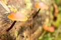 Nature Background. Moss Close Up View with Little Mushrooms Toadstool Grown. Macro Details. Selective Focus.