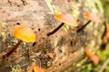 Nature Background. Moss Close Up View with Little Mushrooms Toadstool Grown. Macro Details. Selective Focus. Royalty Free Stock Photo