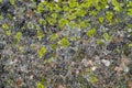 Moss, fungus on stone closeup . Stone with patterns. Stone with moss. Stones boulders covered with moss and fungus. Royalty Free Stock Photo