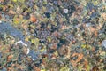 Moss, fungus on stone closeup . Stone with patterns. Stone with moss. Stones boulders covered with moss and fungus. Royalty Free Stock Photo