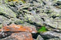 Moss, fungus on stone closeup . Stone with patterns. Stone with moss. Stones boulders covered with moss and fungus Royalty Free Stock Photo