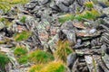 Moss, fungus on stone closeup . Stone with patterns. Stone with moss. Stones boulders covered with moss and fungus Royalty Free Stock Photo