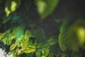 Nature background. natural green leaf texture with bright light Royalty Free Stock Photo