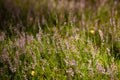 Nature background with common heather flowers Royalty Free Stock Photo