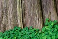 Nature background of Oxalis, shamrocks, growing at the base of a large cedar tree, pattern and texture in green and brown Royalty Free Stock Photo