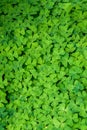 Nature background of Oxalis, shamrocks, growing in woodlands, pattern and texture in green