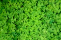 Nature background of Oxalis, shamrocks, growing in woodlands, pattern and texture in green