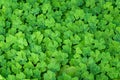 Nature background of Oxalis, shamrocks, growing in woodlands, pattern and texture in green