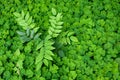 Nature background of Oxalis, shamrocks, with Oregon Grape, growing in woodlands, pattern and texture in green