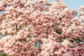 Nature background with pink magnolia flowers Royalty Free Stock Photo