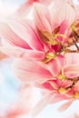 Nature background with pink magnolia flowers Royalty Free Stock Photo