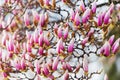 Nature background with pink magnolia flowers Royalty Free Stock Photo