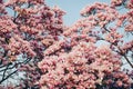 Nature background with pink magnolia flowers Royalty Free Stock Photo
