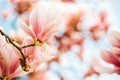 Nature background with pink magnolia flowers Royalty Free Stock Photo