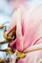 Nature background with pink magnolia flowers Royalty Free Stock Photo