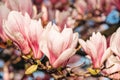 Nature background with pink magnolia flowers Royalty Free Stock Photo