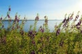 Nature background of purple flowers plants Little Turtle Flower ; Angelonia goyazensis Benth. PLANTAGINACEAE, river and sky