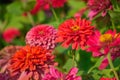 Nature background with red and pink Gomphrena globosa or Globe Amaranth or Bachelor Button Royalty Free Stock Photo