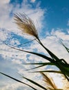 Nature Background Of Reeds Against sky Royalty Free Stock Photo