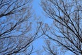 Nature background Silhouette leafless tree branches