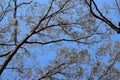 Nature background Silhouette leafless tree branches