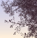 Nature background of silhouettes birds on fruit tree branches in autumn morning