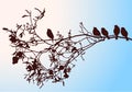 Nature background of silhouettes birds sitting on tree branch in autumn morning Royalty Free Stock Photo