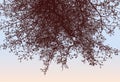 Nature background of silhouettes fruit tree in autumn park against morning sky