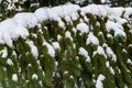 Nature background, snow covered evergreen tree branch Royalty Free Stock Photo