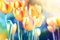 Nature background. Soft focus tulips flower.