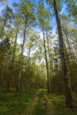 Rural road. Summer scene Royalty Free Stock Photo