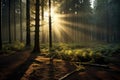 Nature background spring mist fog forest sunset sunrise morning Sun rays sunlight sunbeams Road path trail woods leaves trees Royalty Free Stock Photo