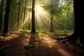 Nature background spring mist fog forest sunset sunrise morning Sun rays sunlight sunbeams Road path trail woods leaves trees Royalty Free Stock Photo