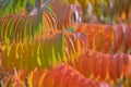 Nature background - staghorn sumac