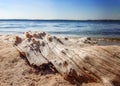 Nature background sun blue river and wooden log Royalty Free Stock Photo