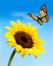 Nature background with sunflower and butterfly.