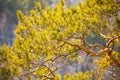 Nature background of sunny pine tree needles on branch Royalty Free Stock Photo