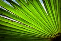 Detail of a green leaf of a palm tree Royalty Free Stock Photo