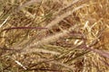 Brown grasses blowing in wind nature background Royalty Free Stock Photo