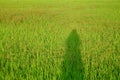 Female shadow on geen paddy field in the countryside with sun light and tropical forest