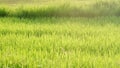 Silhouette green paddy field in the countryside with sun light