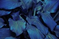 Tropical plant glow neon blue leaves full background