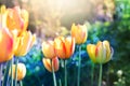 Nature background. Tulips flower in bloom.