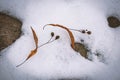 Nature background with two linden seed pieces on beautiful snow background on a winter day Royalty Free Stock Photo