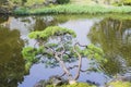 Nature background with view of traditional Japanese garden Royalty Free Stock Photo