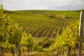 Nature background with vineyard in autumn harvest, ripe grapes in autumn. Beautiful landscape of vineyards in Tuscany. Chianti Royalty Free Stock Photo