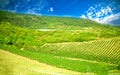 Nature, background,with Vineyard in autumn harvest. Ripe grapes in fall Royalty Free Stock Photo