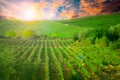 Nature, background,with Vineyard in autumn harvest. Ripe grapes in fall Royalty Free Stock Photo