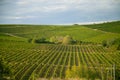 Nature, background,with Vineyard in autumn harvest. Ripe grapes in fall Royalty Free Stock Photo